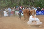 120202 Arrastre Ganado La Candelaria
