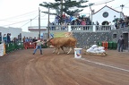 130203 Arrastre Ganado La Matanza