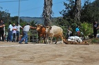 130316 Arrastre Ganado El Portezuelo