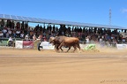 130922 Arrastre Ganado Final