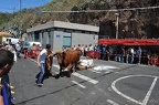 131006 Arrastre Ganado Infantil Final