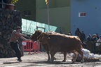 140202 Arrastre ganado La Matanza