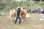 140209 Arrastre Ganado Los Rodeos
