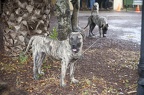GCH0001